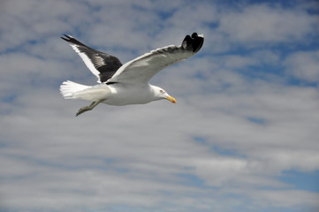New Zealand -  Christchurch