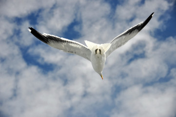 New Zealand -  Christchurch