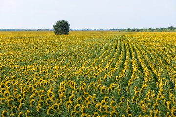 Field of flowering sunflowers and a lone tree