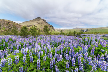 Lupine flowers on the meadow in Iceland
