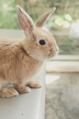 a little baby rabbit lying on the chair, relaxation concept