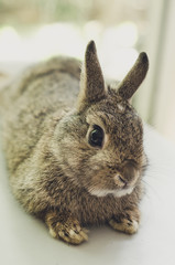 a little baby rabbit lying on the chair, relaxation concept