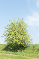 green tree with blossoms against a background of blue sky