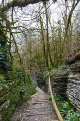 Пешеходная дорога через лес для туристов: мостик, ступени, перила. Терренкур в Хостинской тисо-самшитовой роще.