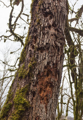 Fototapeta premium Дерево поврежденное вредителем. Видны следы работы дятла. Хостинская Тисо-самшитовая роща, Сочи, Россия