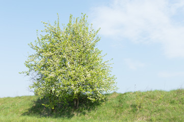 Naklejka premium green tree with blossoms against a background of blue sky