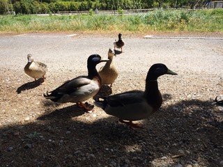 Patos