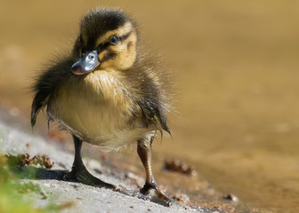 Duckling at a pond