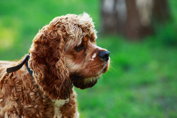 dog breed American Cocker Spaniel