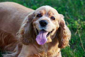 dog breed American Cocker Spaniel