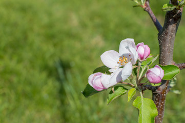 Spring Blossoms APPLE