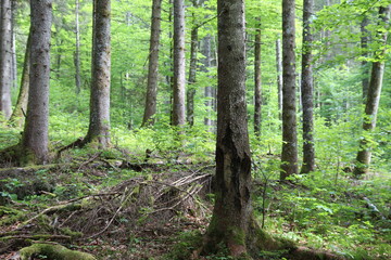 Forest - Grünau - Austria