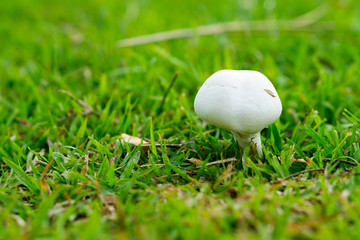 white mushroom with green grass