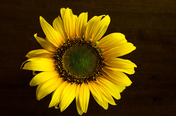 Obraz premium Sunflower on black background