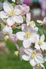 Spring Blossoms APPLE