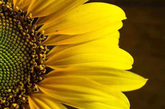 Sunflower on black background