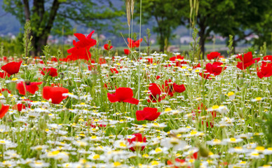 Summer happiness: meadow with red poppies :)