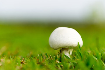 white mushroom with green grass