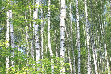 Beautiful landscape with young juicy birches with green leaves and with black and white birch trunks in sunlight in the morning in spring