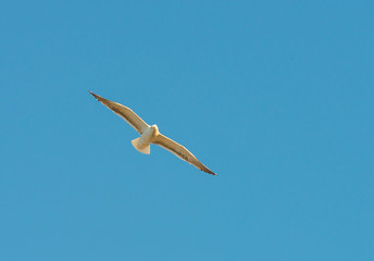 Gull flying in a blue sky in spring
