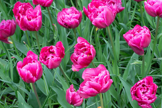 Pink tulips background.