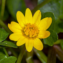 A small Marsh marigold yellow flower