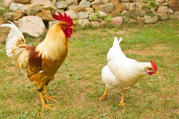 Closeup of a hen in a farmyard (Gallus gallus domesticus)