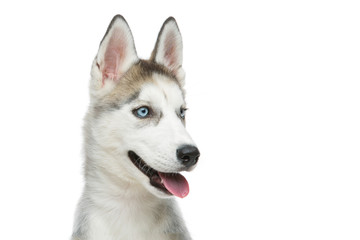 Cute husky puppy dog