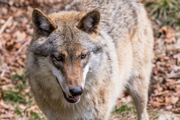 The wolf lurks on prey, looking from the front. European wolf, Europaeischer Wolf, Canis lupus, wolf, CZECH REPUBLIC