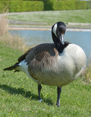 Kanadagans im Park