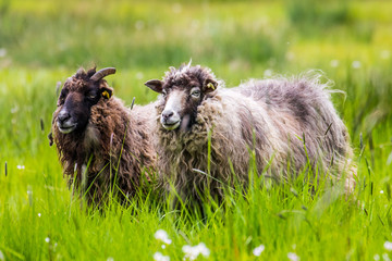 sheeps in a green meadow