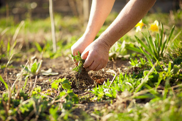 Senior man pulling out some weeds at his huge garden during spring time, clearing garden after winter (color toned image)