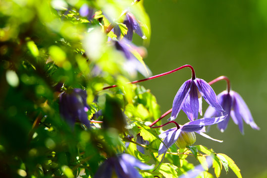 Blaue Climatis