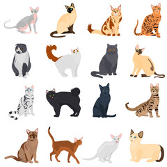 Set of cats breeds color flat icons for web and mobile design
