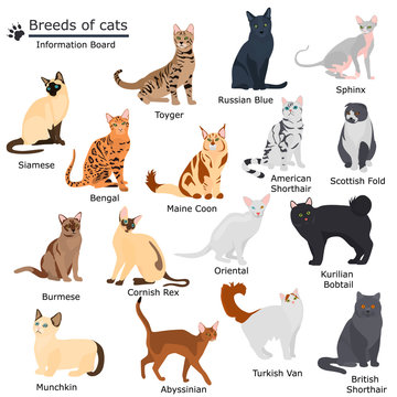 Set Of Cute Cats Flat Icons, Vector Flat Illustrations. Cat Breeds