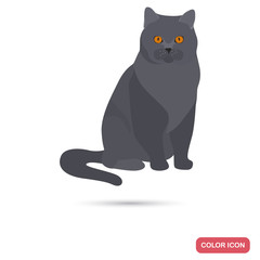British Shorthair cat breed color flat icon for web and mobile design
