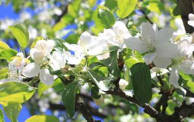 Beautiful white apple blossoms and green apple tree leaves in apple garden in good sunny weather in...