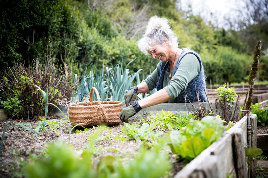 Mature female gardener tending lettuce on raised bed