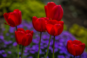 very nice colorful flower garden in spring