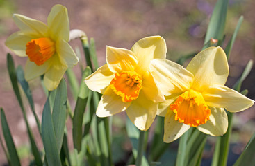 Flowers of daffodils