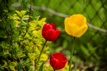 Obraz premium very nice colorful flower garden in spring