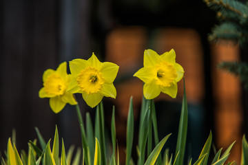 Obraz premium very nice colorful flower garden in spring