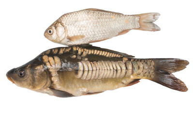 Fish mirror carp and carp