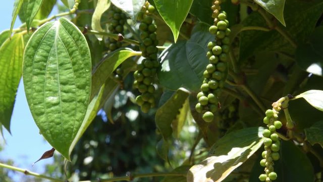 pepper farm