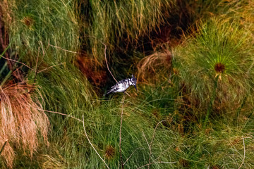 Black-white kingfisher on branch.  Naivasha, Kenya