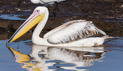 Portrait of a Pelican. Nakuru, Kenya