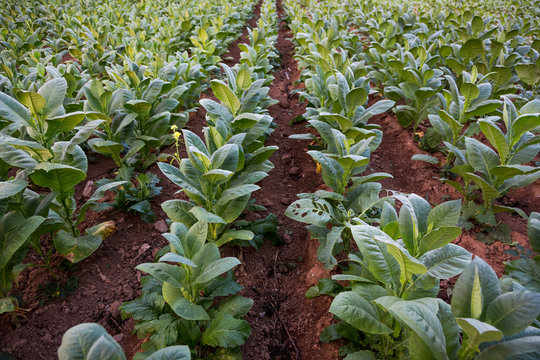 Rows of green coloured crop in field, Vinales, Cuba