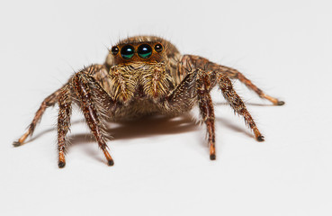 Selective focus macro of jumping spider on white background