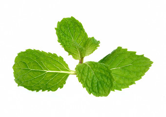 mint leaf isolated on white background