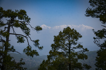 Almora trees and view to Himalayas
